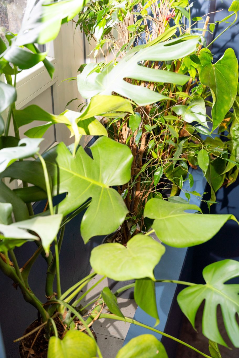 Cadre luxuriant restaurant Besançon L'Y Gargotte Plantes d'intérieur avec feuillage vert luxuriant dans un pot.